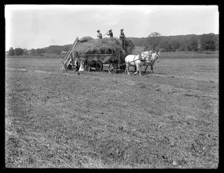 Landarbejdere læsser hø på hestetrukket høvogn, McCready Farm, Crawford County, Pennsylvania, ca. 1913