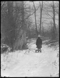 William Gray Hassler trækker sin slæde gennem sneklædte skove, ca. 1912