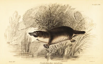 Platypus, Ornithorhynchus anatinus., 1841 (gravering)