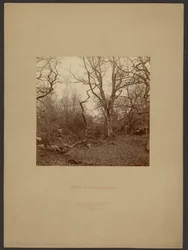 Fontainebleau-skoven