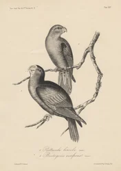 1. Psittacula lineola og 2. Brotogeris aurifrons, litografi af J.T. Bowen, 1850