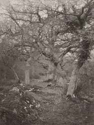 Forest of Fontainebleau, 1870