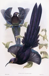 Epimachus Elliotti, Ward, ca. 1891-1898