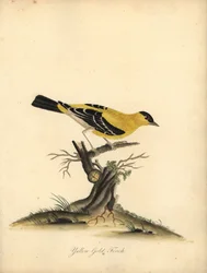 Amerikansk guldfink, Carduelis tristis. (Gul guldfinke, Fringilla tristis) Håndfarvet kobberstik af en illustration af William Hayes fra Portraits of Rare and Curious Birds from the Menagery of Osterly Park.