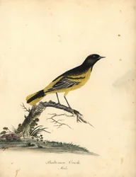 Baltimore oriole, Icterus galbula. (Baltimore oriole, Oriolus baltimore) Håndfarvet kobberstik af en illustration af Matilda Hayes fra William Hayes