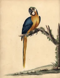 Blå og gul ara, Ara ararauna. (Blå og gul ara, Psittacus ararauna) Håndfarvet kobberstik af en illustration af William Hayes fra Portraits of Rare and Curious Birds from the Menagery of Osterly Park, London: Bulmer