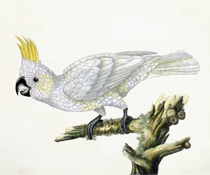 Kakadue, 1779