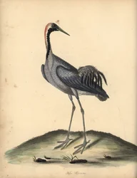 Almindelig trane, Grus grus. (Ardea grus) Håndfarvet kobberstik af en illustration af William Hayes fra Portraits of Rare and Curious Birds from the Menagery of Osterly Park.