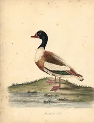 Almindelig sheldand, Tadorna tadorna. (Shieldrake, Anas tadorna.) Håndfarvet kobberstik af en illustration af William Hayes fra Portraits of Rare and Curious Birds from the Menagery of Osterly Park (London: Bulmer