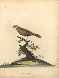 Almindelig voksnæb, Estrilda astrild. (Loxia astreld) Håndfarvet kobberstik af en illustration af William Hayes fra Portraits of Rare and Curious Birds from the Menagery of Osterly Park.