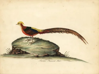 Gylden eller kinesisk fasan, Chrysolophus pictus, han. (Malet fasan, Phasianus pictus) Håndfarvet kobberstik af en illustration af William Hayes fra Portraits of Rare and Curious Birds from the Menagery of Osterly Park, London: Bulmer