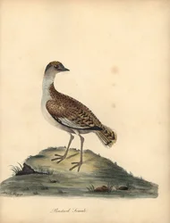 Stor bustard, Otis tarda, hun. Sårbar. Håndfarvet kobberstik af en illustration af William og Emily Hayes fra William Hayes