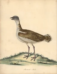 Stor bustard, Otis tarda, han. Sårbar. Håndfarvet kobberstik af en illustration af William Hayes fra Portraits of Rare and Curious Birds from the Menagery of Osterly Park (London: Bulmer