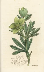 Grøn hellebore, Helleborus viridis. Håndfarvet kobberstik af James Sowerby fra James Smith