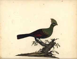 Guinea eller grøn turaco, Tauraco persa. (Touraco, Cuculus persa) Håndfarvet kobberstik af en illustration af William Hayes fra Portraits of Rare and Curious Birds from the Menagery of Osterly Park, London: Bulmer