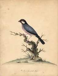 Javaspurv, Lonchura oryzivora. Sårbar. (Java grosbeak, Loxea oryxivora) Håndfarvet kobberstik af en illustration af William Hayes fra Portraits of Rare and Curious Birds from the Menagery of Osterly Park, London: Bulmer