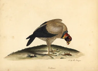 Kongegrib, Sarcoramphus papa (Vultur papa). Håndfarvet kobberstik af en illustration af William Hayes og hans datter M (Matilda) fra Portraits of Rare and Curious Birds from the Menagery of Osterly Park.