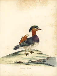 Mandarin and, Aix galericulata. (Kinesisk and, Anas galericulata) Håndfarvet kobberstik af en illustration af William Hayes fra Portraits of Rare and Curious Birds from the Menagery of Osterly Park, London: Bulmer