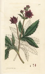 Marsh cinquefoil, Comarum marsk. Håndfarvet kobberstik af James Sowerby fra James Smith