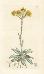 Bjergloppeurt, Tephroseris integrifolia (Cineraria integrifolia). Håndfarvet kobberstik af James Sowerby fra James Smith