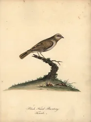 Rødnæbbet quelea, Quelea quelea, hun. (Black-faced bunting, Embereza quelea) Håndfarvet kobberstik af en illustration af William Hayes fra Portraits of Rare and Curious Birds from the Menagery of Osterly Park (London: Bulmer