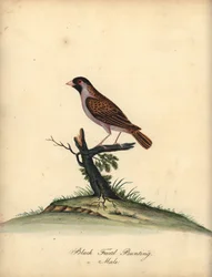 Rødnæbbet quelea, Quelea quelea, han. (Sort-faced bunting, Embereza quelea) Håndfarvet kobberstik af en illustration af William Hayes fra Portraits of Rare and Curious Birds from the Menagery of Osterly Park (London: Bulmer
