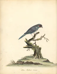 Rødkindet cordonbleu, Uraeginthus bengalus. (Blåbuget finke, Fringilla benghalus.) Håndfarvet kobberstik af en illustration af William Hayes fra Portraits of Rare and Curious Birds from the Menagery of Osterly Park (London: Bulmer