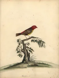 Rød avadavat, Amandava amandava. (Amaduvade, Fringilla amandava) Håndfarvet kobberstik af en illustration af William Hayes fra Portraits of Rare and Curious Birds from the Menagery of Osterly Park.