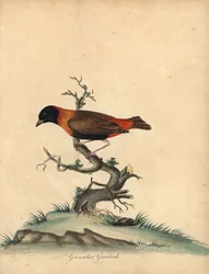 Sydlig rød biskop, Euplectes orix. (Grenadier grosbeak, Loxia orix) Håndfarvet kobberstik af en illustration af William Hayes fra Portraits of Rare and Curious Birds from the Menagery of Osterly Park, London: Bulmer