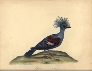 Vestlig krondue, Goura cristata. (Stor kronet indisk due, Columba coronata). Sårbar. Håndfarvet kobberstik af en illustration af William Hayes fra Portraits of Rare and Curious Birds from the Menagery of Osterly Park (London: