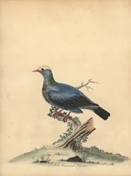 Hvidkronet due, Patagioenas leucocephala. Nær truet. (Columba leucocephala) Håndfarvet kobberstik af en illustration af William Hayes fra Portraits of Rare and Curious Birds from the Menagery of Osterly Park.