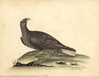 Havørn, Haliaeetus albicilla (Erne, Aquila albicilla). Håndkoloreret kobberstik af en illustration af William Hayes og hans datter M. (Matilda) fra 