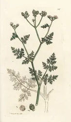 Hvid blondeblomst, Orlaya grandiflora (Lille caucalis eller basardpersille, Caucalis daucoides). Håndfarvet kobberstik af James Sowerby fra James Smith