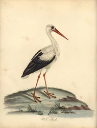 Hvid stork, Ciconia ciconia. (Ardea ciconia) Håndfarvet kobberstik af en illustration af William Hayes og Matilda Hayes fra William Hayes