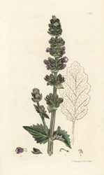 Vild engelsk clary, Salvia verbenaca. Håndfarvet kobberstik af James Sowerby fra James Smith