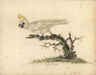 Gultoppet kakadue, Cacatua sulphurea. Kritisk truet. (Lille gultoppet kakadue) Håndkoloreret kobberstik efter en illustration af William Hayes fra Portraits of Rare and Curious Birds from the Menagery of Osterly Park.