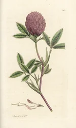 Zigzag kløver eller trefoil, Trifolium medium. Håndfarvet kobberstik af James Sowerby fra James Smith