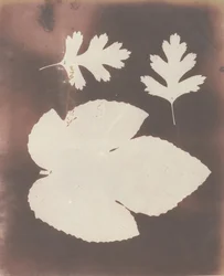 1. Figenblad. 2. Hvidt Tornblad, 1839.