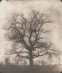 Et egetræ om vinteren, ca. 1892-93 (kalotype negativ)