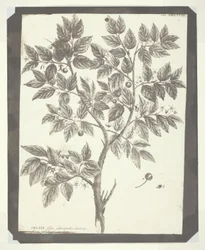 Kopi af botanisk indgravering af "Celtis"
