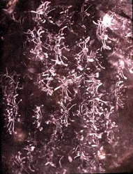Honeysuckle, juni 1840 (sepia foto)