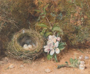Fuglerede med sprays af æbleblomster