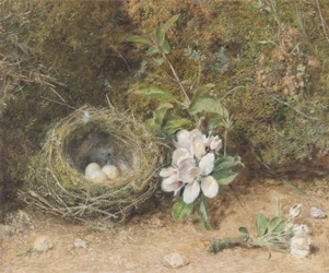 Fuglerede med æbleblomster, ca. 1845-50 (kropsfarve og wc med kridt og tyggegummi på papir)