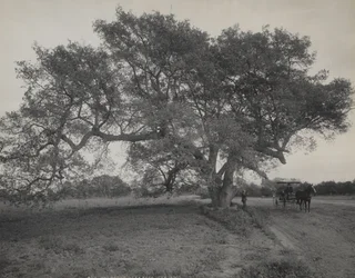 Egelund nær Pasadena, Californien
