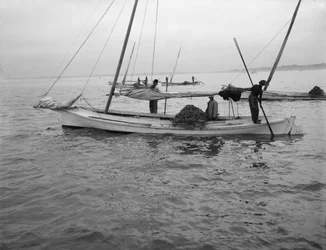 Østersuddybning. ca. 1890-1910