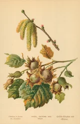 Hassel, rakler og frugt