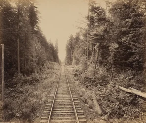 Hemlock-skoven, ca. 1895 (foto)