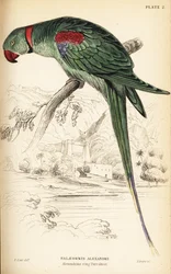 Alexandrine parakit eller Alexandrine papegøje, Psittacula eupatria