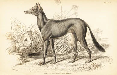 Arabisk mynde, Canis lupus familiaris