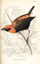 Sortvinget rød biskop, Euplectes hordeaceus (Crimson-kronet væver, Euplectes flammiceps)